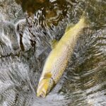 tempImageK5xN3b-ac9e9235