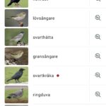 u23-Screenshot_20260528_212054_Merlin-Bird-ID